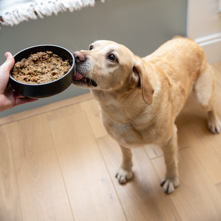 Tuggs Freshly Prepared Dog Food Delivery Award Winning
