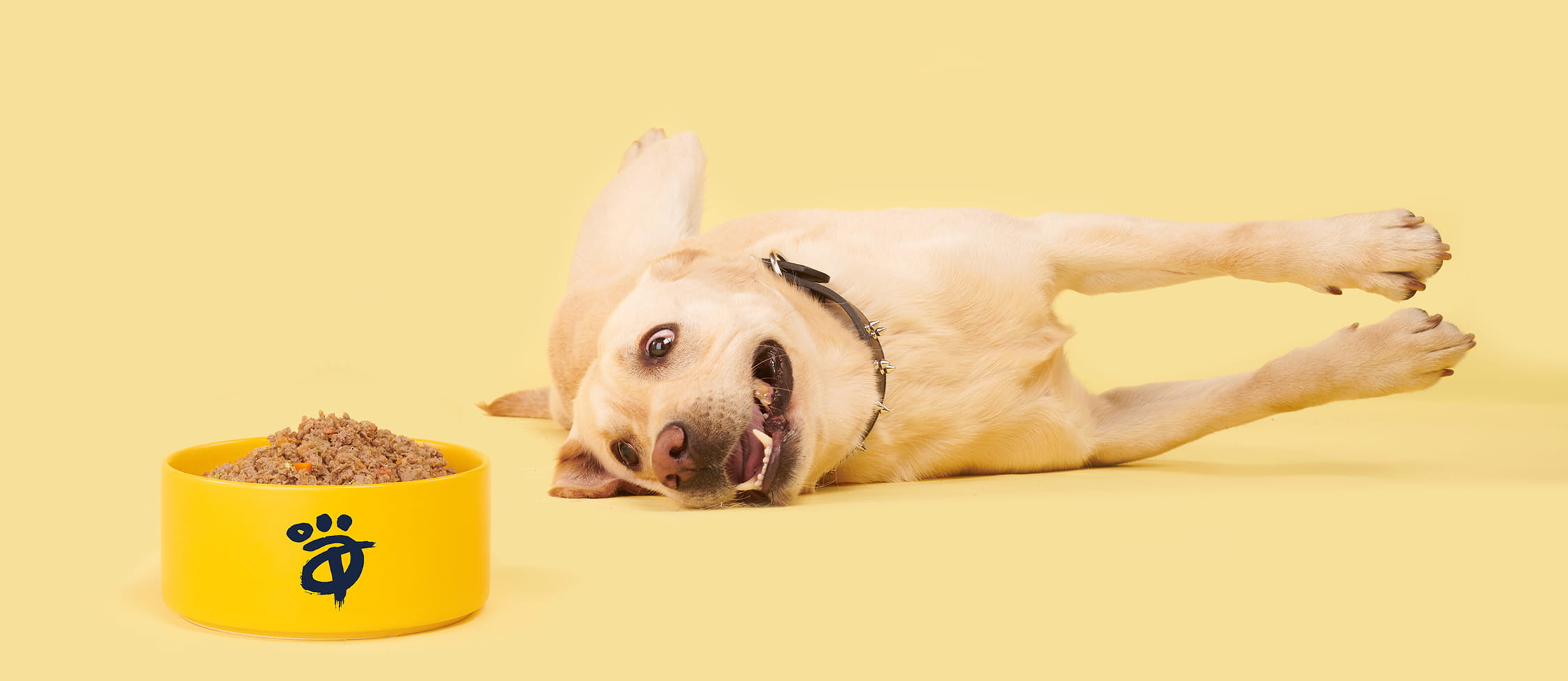 Labrador rolling on the floor in delight