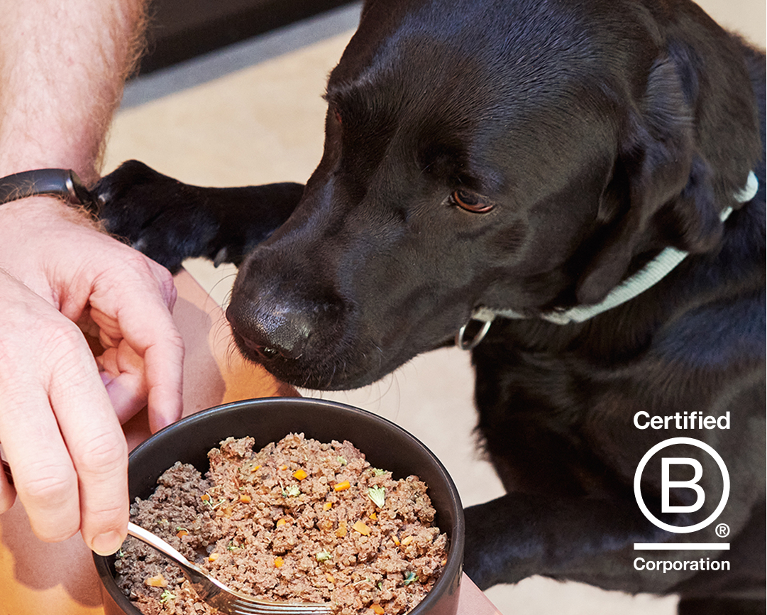 Black labrador being hand-fed a bowl of Tuggs