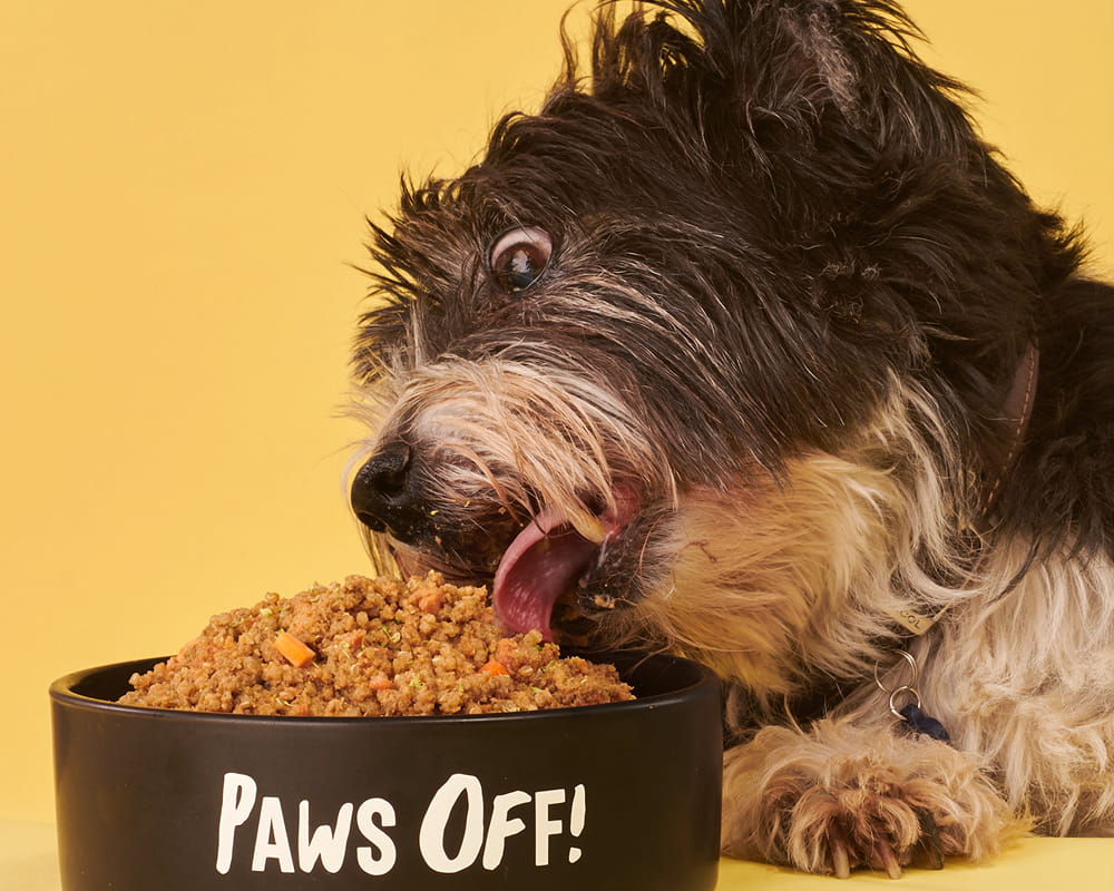 Dog enjoying a Tuggs meal