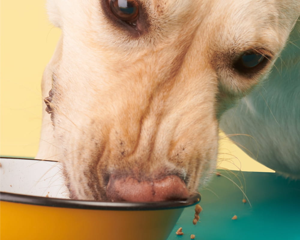 Dog enjoying a Tuggs meal