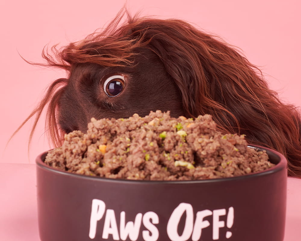 Dog enjoying a Tuggs meal