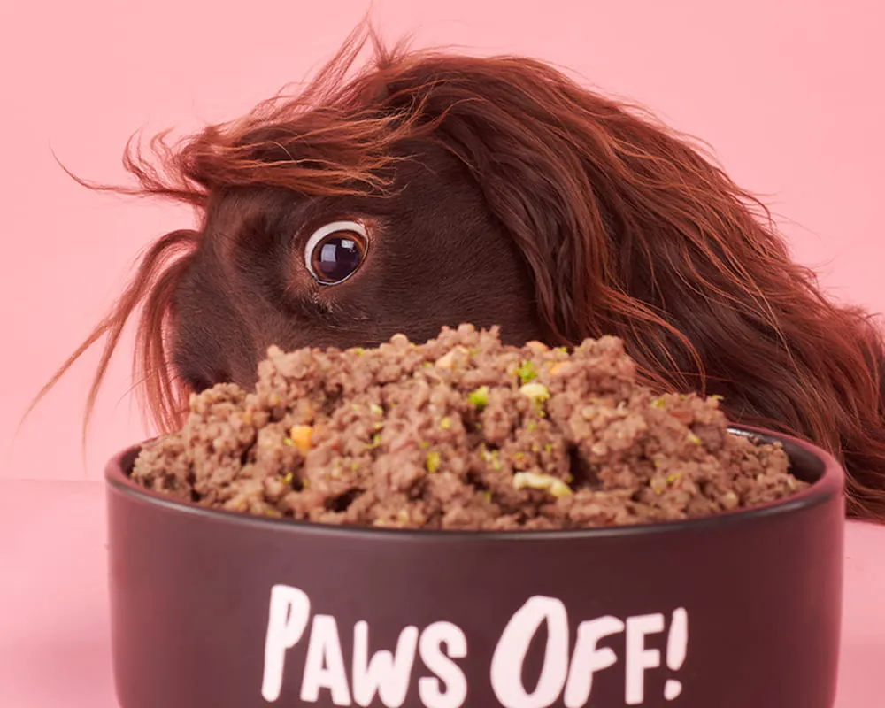 Dog enjoying a Tuggs meal