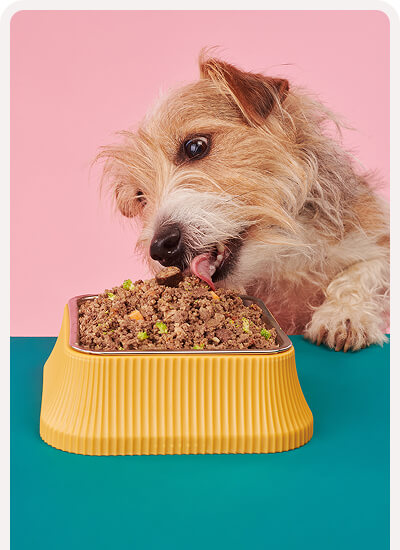 Luna the Jack Russell thriving on her Tuggs sensitive recipe