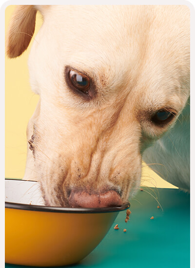 Charlie the Labrador looking healthy on his Tuggs meal plan